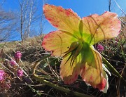 42 Helleborus niger (Elleboro) in fruttescenza